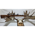 UM98302N Pre-Owned Mauser Sporter M98 308 Norma with bases, rings, and open sights. Condition - Good